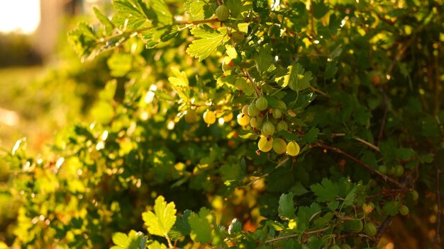 Grosella espinosa verde en un arbusto en el jardín