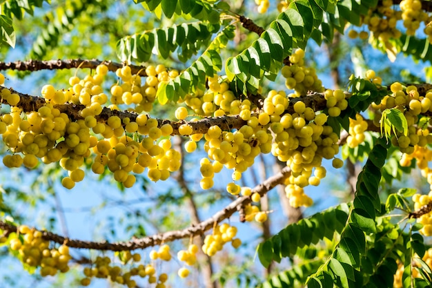 Grosella estrella