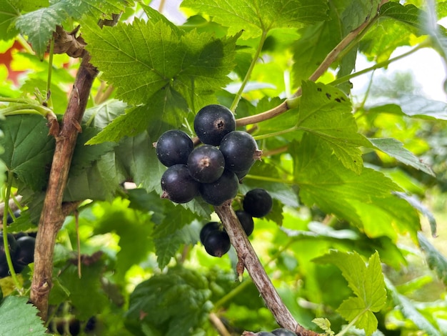 La grosella negra latina Ribes nigrum es un arbusto caducifolio una especie del género Currant of the Goose