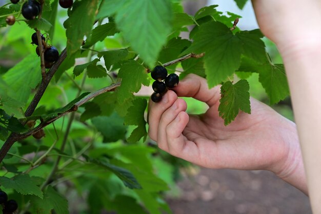 Foto grosella negra madura en un jardín sobre un fondo verde