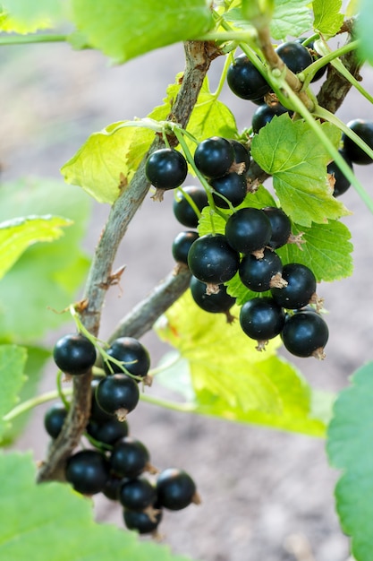 Grosella negra madura en la rama con hojas verdes en el jardín en un día soleado de verano. Poca profundidad de campo. Enfoque selectivo en las bayas