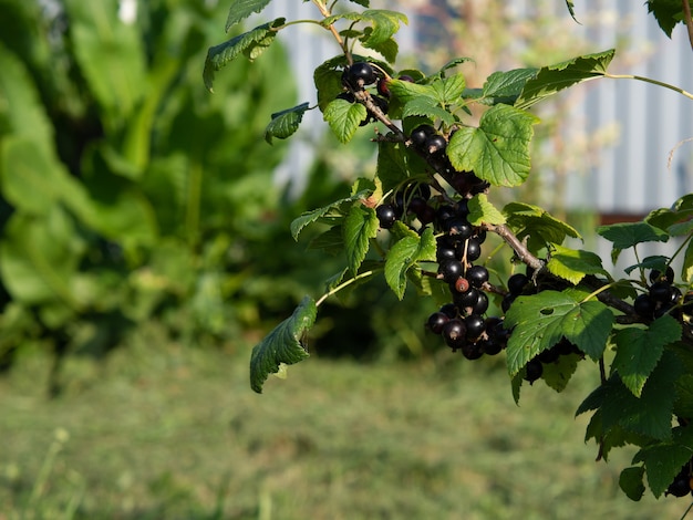 Grosella negra madura en una rama en verano sobre un fondo natural borroso