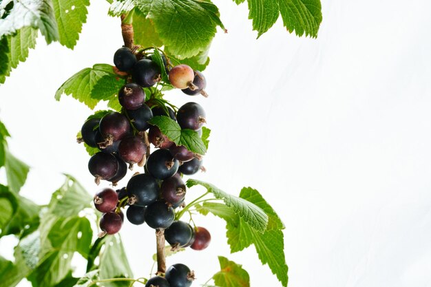 Grosella negra en las ramas de las bayas de los arbustos