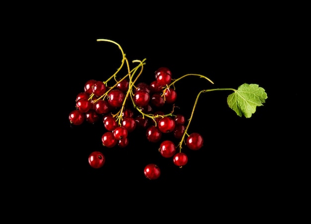 Grosella roja bayas y hojas sobre fondo negro primer plano Vitaminrich bayas para una dieta deliciosa