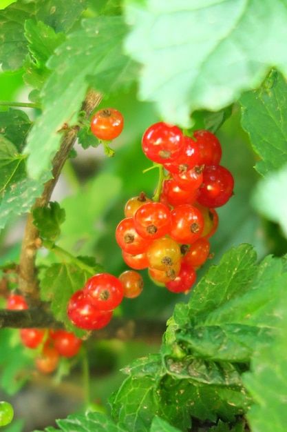 la grosella roja madura en un arbusto de grosella en una granja de frutas