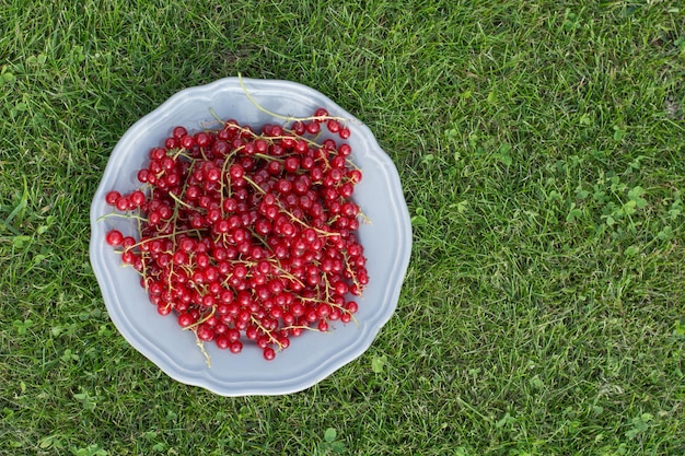 Grosella roja orgánica de cosecha propia en plato sobre hierba Vista desde arriba Espacio de copia Concepto ecológico