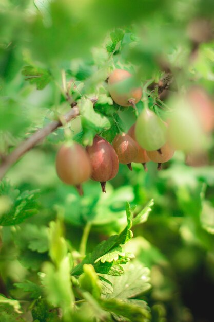 Grosellas espinosas sabrosas y maduras en rama