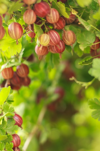 Grosellas espinosas sabrosas y maduras en rama