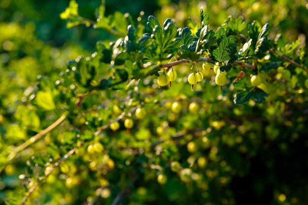 Grosellas iluminadas por el sol crecen en Bush en el jardín