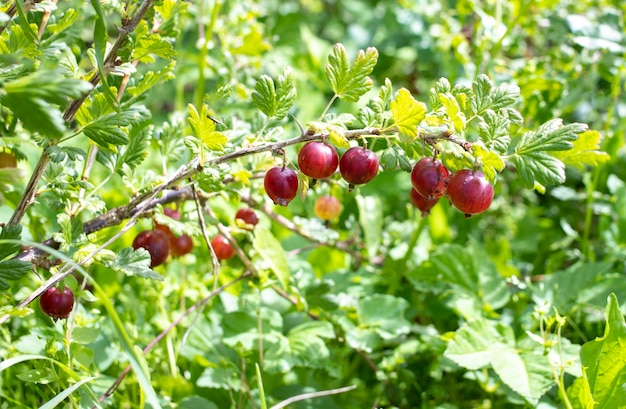 Grosellas maduras en el jardín en el arbusto Cosecha de grosellas