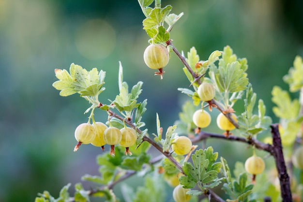 Grosellas maduras que crecen en el arbusto en el jardín con un fondo natural verde borroso