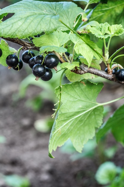 Grosellas negras en arbustos que crecen en el jardín en verano