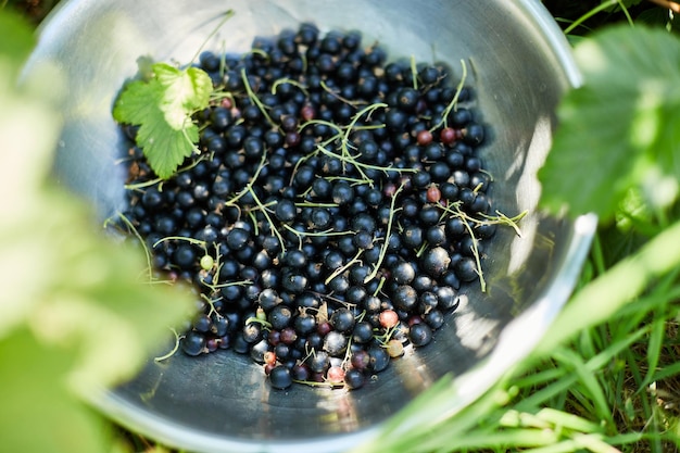 Grosellas negras orgánicas recién recolectadas en un tazón en el jardín de la casa cosecha de bayas