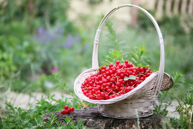 Grosellas rojas maduras en una cesta en el jardín