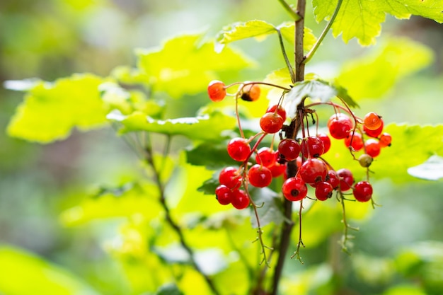 Grosellas rojas naturales en una rama en el jardín