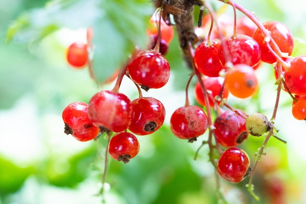 Grosellas rojas naturales en una rama en el jardín