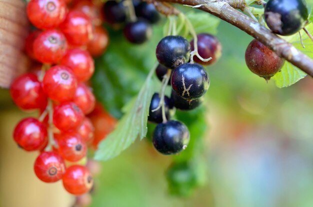 grosellas rojas y negras en el jardín