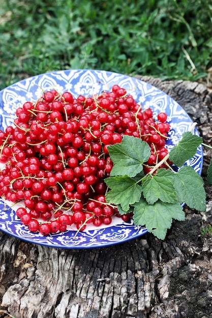 Grosellas rojas orgánicas maduras en el plato