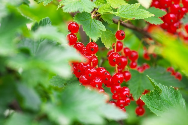 Grosellas rojas que crecen en el jardín, cosecha de verano