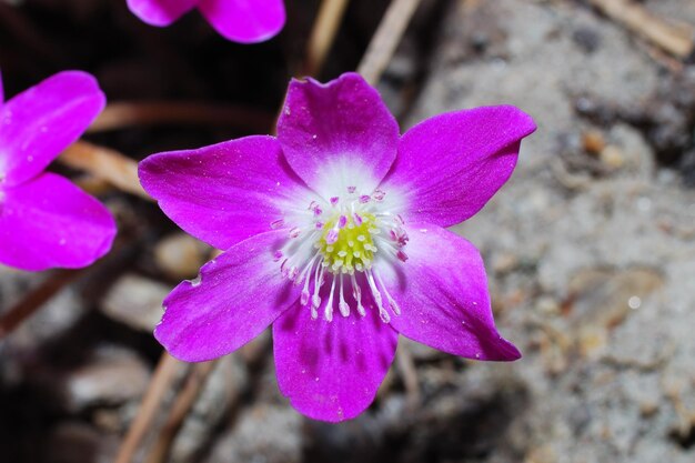 Grossansicht einer blume leberblueme lila in fruehling