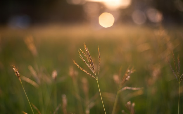 Großaufnahme des Grases auf dem Gebiet