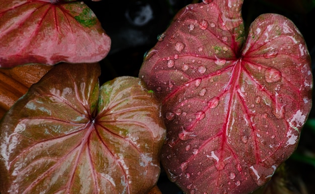 Großaufnahme des Regens fällt auf Blatt