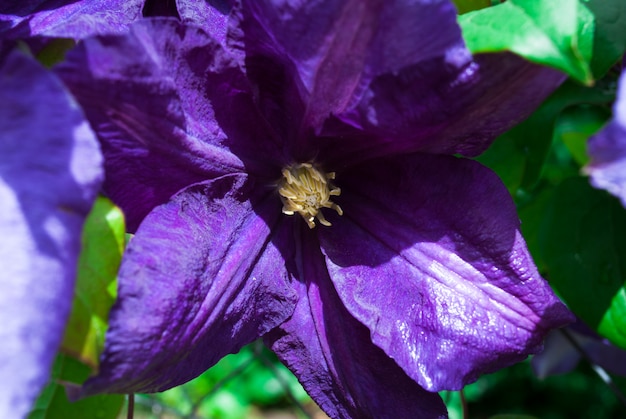 Großblumige Waldrebe. Waldrebe x jackmanii im Park