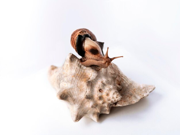 Große Achatina-Schnecke auf riesiger leerer Schale auf weißem Hintergrund Tropische Landmolluske Achatina fulica