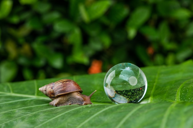 Große Achatina-Schnecke, die auf ein grünes nasses Blatt nahe bei einer großen Seifenblase unter einer grünen gardenCosmetology kriecht