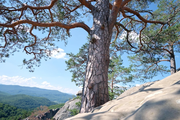 Foto große alte kiefer, die auf felsigem berggipfel unter blauem himmel auf sommerlichem bergblickhintergrund wächst