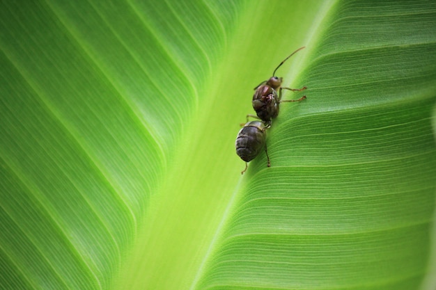 Große Ameise auf Blatt