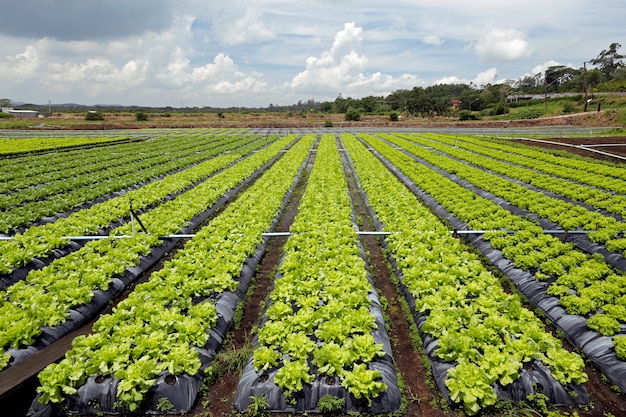 Große Ansicht der Kopfsalatplantage