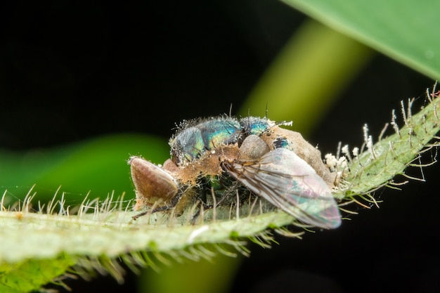 große auge fly marco fotografie auf grünem blatt