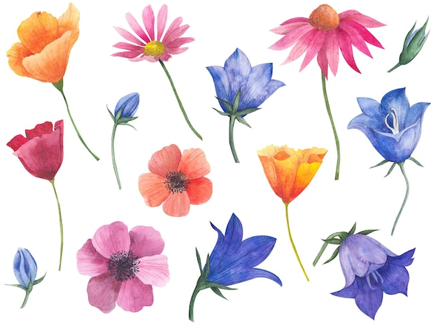 Große Auswahl an Aquarellillustrationen von Blumen, kalifornischer Mohn, Glockenblumenknospen, Anemonen, Cosmea-Blume, Echinacea, isolierte botanische Elemente, Knospen und blühende Pflanzen