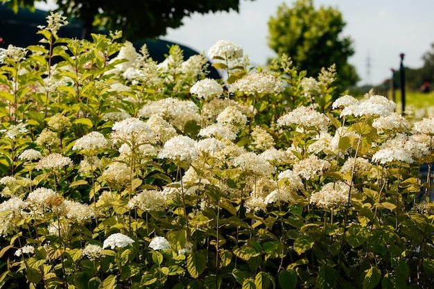 Große Auswahl an Blumen und Pflanzen in der Gärtnerei