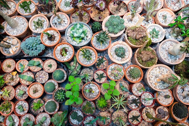 Große Auswahl an Kaktusblüten in den Töpfen auf dem Tisch von oben.