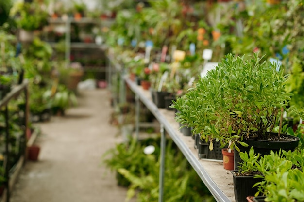 Große Auswahl an Pflanzen im Blumenladen