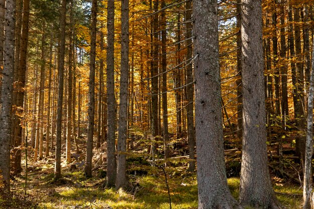 Große Bäume im Sonnenlicht im Herbstwald