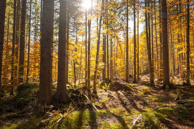 Große Bäume im Sonnenlicht im Herbstwald