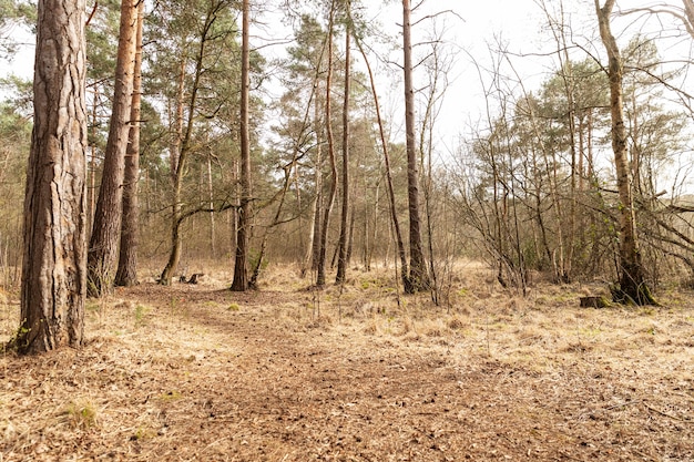 Große Bäume im Wald bei Tageslicht