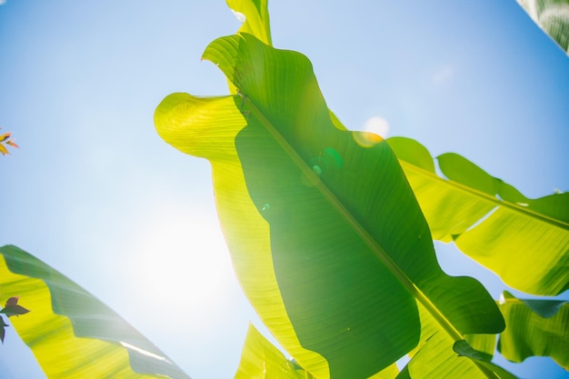 Große Bananenblätter auf blauem Himmel Hintergrund Heller sonniger Tag Das Konzept der Entspannung am Strand Sommer Hintergrund