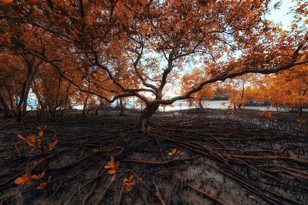 Foto große baumwurzel mit gefallenem herbstlaub