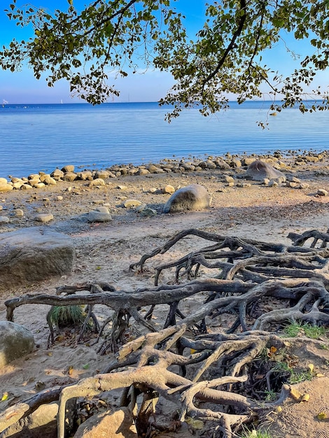 Foto große baumwurzeln am ufer des finnischen meerbusens st. petersburg russland