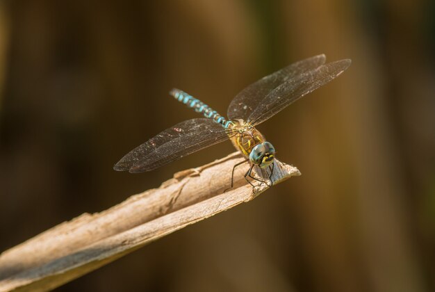 große blaue Libelle auf trockenem Schilf