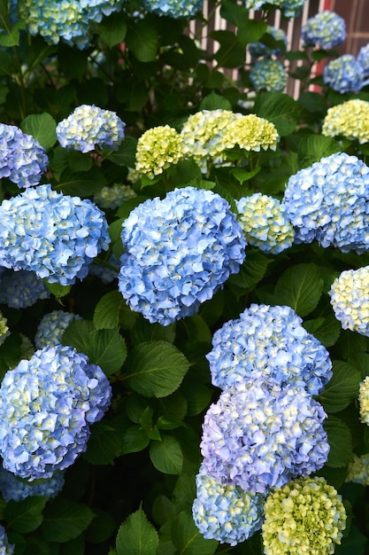 Große blaue und gelbe Blumen auf einer Hortensiebuschnahaufnahme