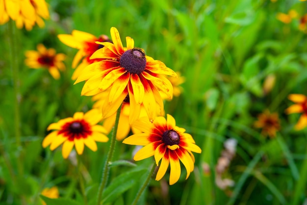 Große Blüten von roten und gelben Rudbeckia Blühende Blumen Rudbeckia Blackeyed Susan Blume