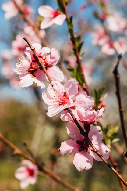 Große Blütenstände blühender Kirschblüten dagegen