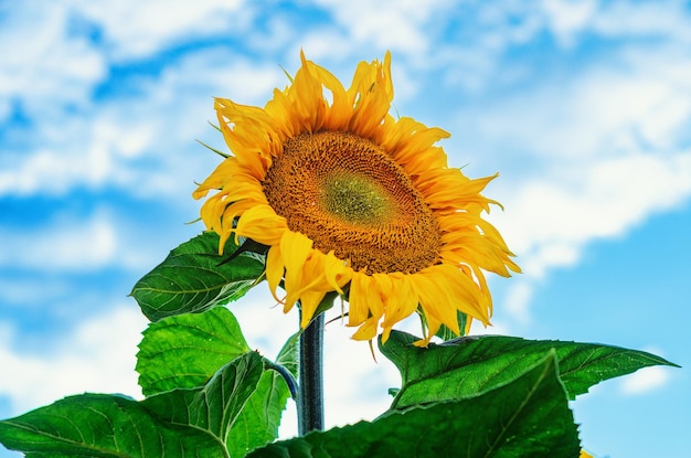 Große Blume der Sonnenblume auf dem Feld gegen die Wolke des blauen Himmels
