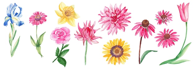 Große Blumen Aquarell Set Gartenblumen handgezeichnete botanische Illustration isoliert auf weiß