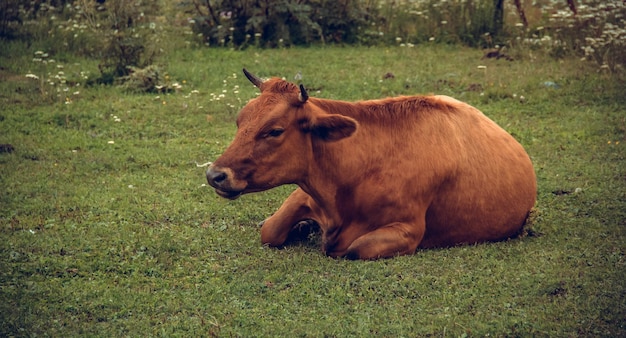 Große braune Kuh liegt auf grünem Gras